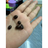 Authentic Thai Robusta Coffee: Chumphon Beans & Rich Aroma