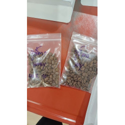 Thai Coffee Beans: Discover Huai Tu, Lisu & Ban Tak