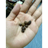 Hom Farm Khao Thalu Coffee Beans - Thailand